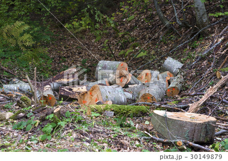 Marked logs in a forest 30149879