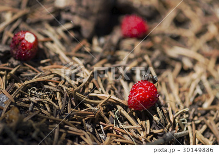 One ant testing wild strawberry in an anthill 30149886