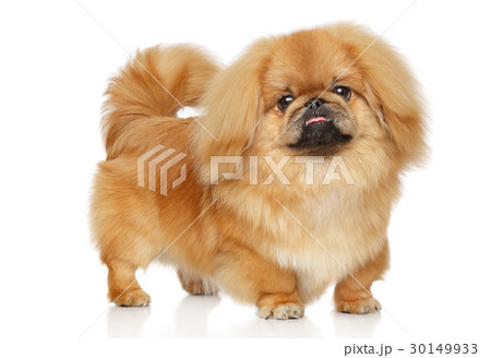 Pekingese dog 30149933
