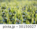 静岡の新茶葉 静岡の新茶葉 30150027