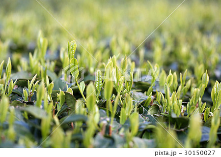 静岡の新茶葉 30150027