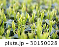 静岡の新茶葉 静岡の新茶葉 30150028