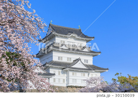 神奈川_満開桜と小田原城 神奈川_満開桜と小田原城 30150039