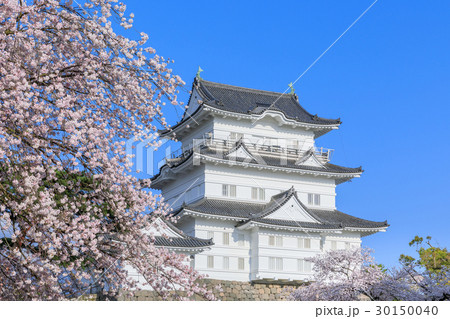 神奈川_満開桜と小田原城 30150040