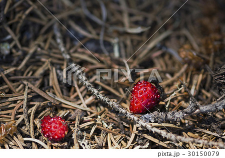 Two ants and two wild strawberries 30150079