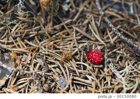 Two ants and wild strawberry Two ants and wild strawberry 30150080