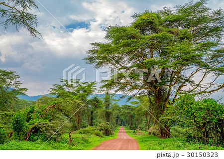 African scenic forest African scenic forest 30150323