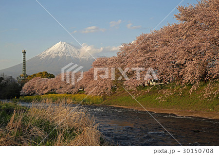 龍巌淵の桜と富士山 龍巌淵の桜と富士山 30150708