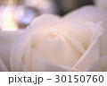 バラ 30150760