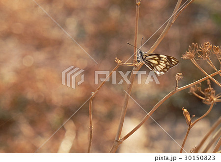 Yellow Butterfly on dry leaf 30150823