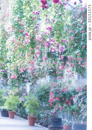 なばなの里 30151573