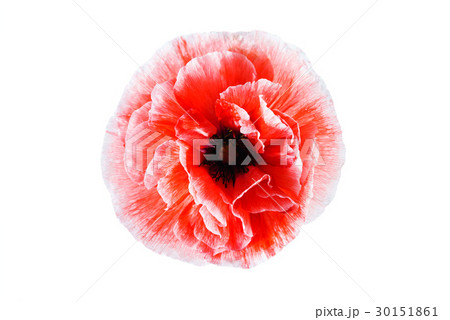 poppy flower isolated 30151861