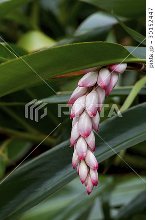 ゲットウ ゲットウ 30152447