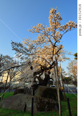 朝日に輝く石割桜 30152916