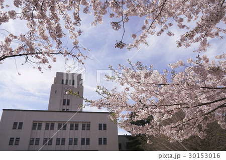 青空に映える満開の桜 青空に映える満開の桜 30153016