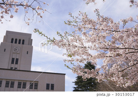 青空に映える満開の桜 30153017