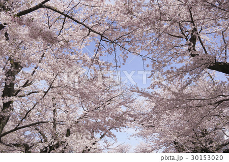 青空に映える満開の桜 30153020