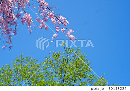 枝垂れる八重桜と若葉と青い空 30153225