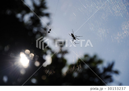蜘蛛のシルエット 30153237