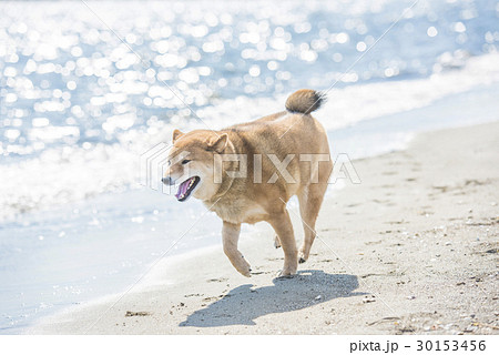 海辺を走る柴犬の写真素材