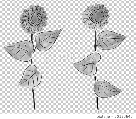 水墨画で描いたひまわり 水墨画で描いたひまわり 30153643