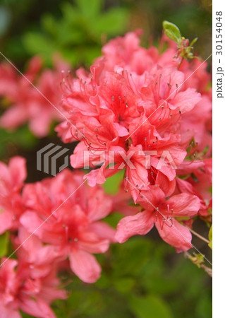 ヤマツツジ 30154048