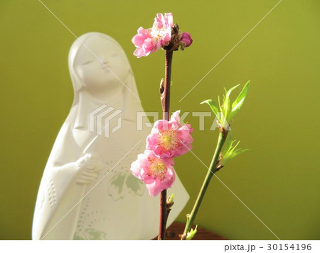 日本の博多人形と春の花桃 30154196