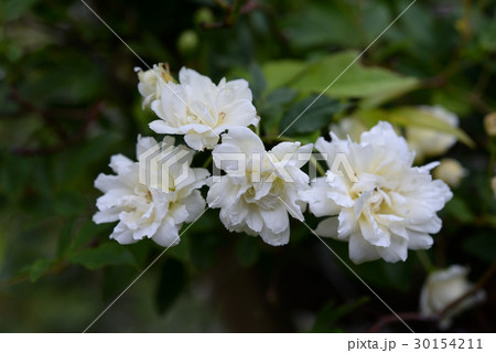 モッコウバラ9 モッコウバラ9 30154211