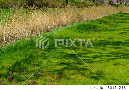 葦の茂る小川　手前の緑の遊歩道に落とす木の影　前ボケ 30154258