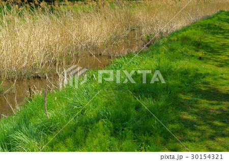 川岸の緑の木陰　葦の茂る春の小川　 30154321