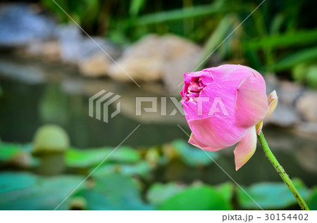 Lotus 30154402