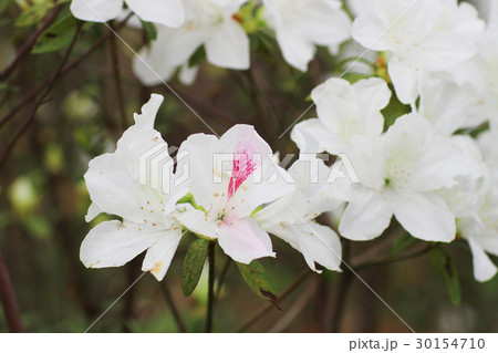 Rhododendron Flowers in a public park 30154710