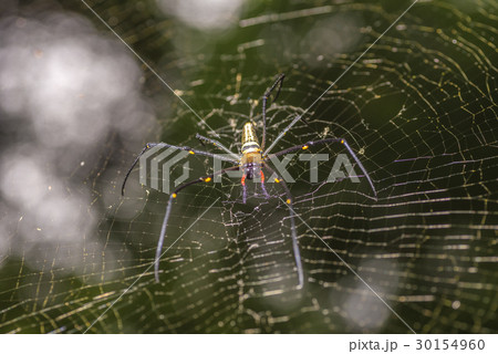 Golden silk orb-weaver spider. blurry background 30154960