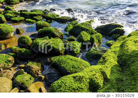 Coastal stone with algae in New Taipei, Taiwan 30155026