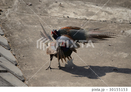 キジ・雉の喧嘩 キジ・雉の喧嘩 30155153
