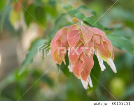 コエビソウ コエビソウ 30155251