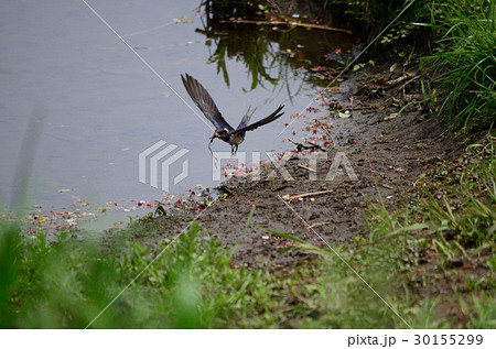 ツバメ・燕の巣作り、材料運び 30155299