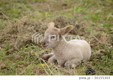 産まれて間もない子羊・コヒツジ 30155303
