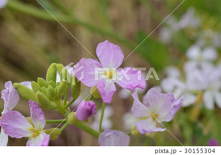 ダイコン・大根の花 ダイコン・大根の花 30155304