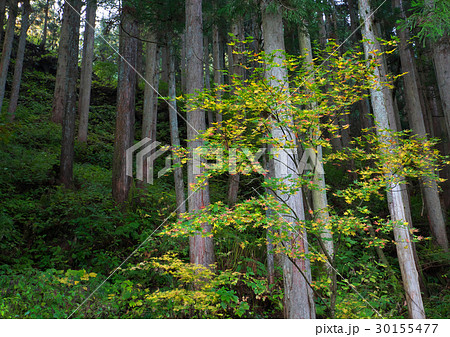 富山市の紅葉 富山市の紅葉 30155477