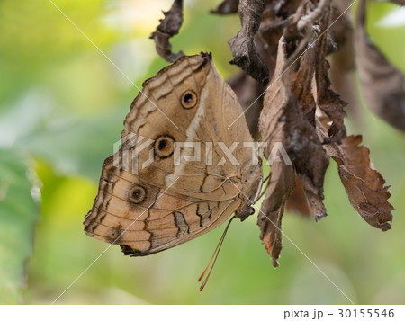 タテハモドキ 30155546