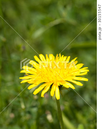 タンポポ タンポポ 30155547
