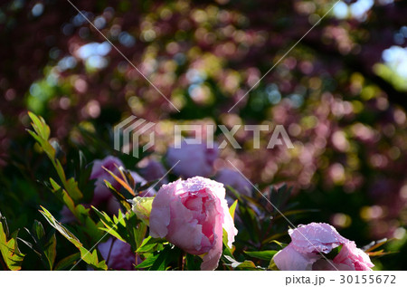 ボタン・牡丹の花、雨上がりの朝 ボタン・牡丹の花、雨上がりの朝 30155672