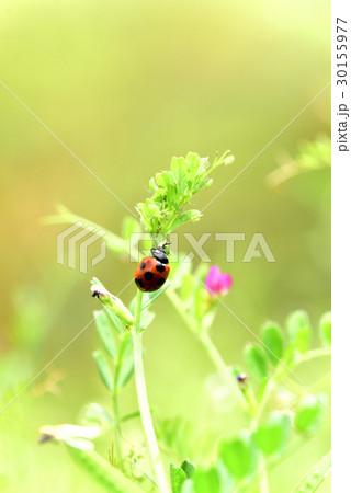 アブラムシを捕食するテントウムシ 30155977