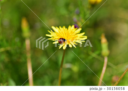 てんとう虫 30156058