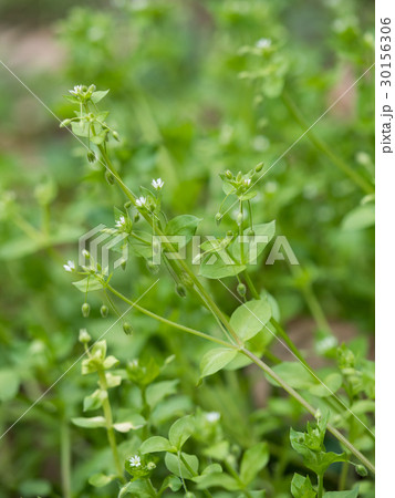 ハコベ 30156306