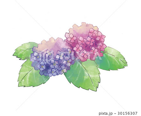 あじさい 30156307
