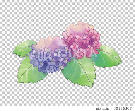 あじさい 30156307
