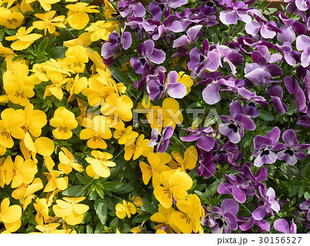 ビオラの花 30156527
