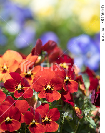 ビオラの花 30156645